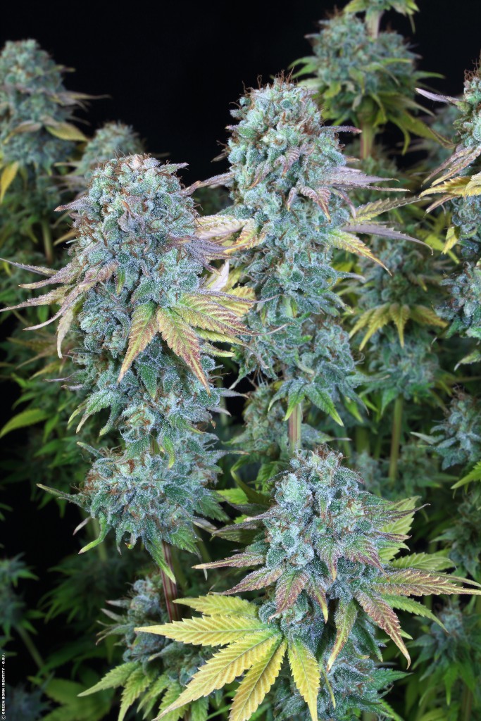 serious-happiness_011_copyright-by-gbi-2015