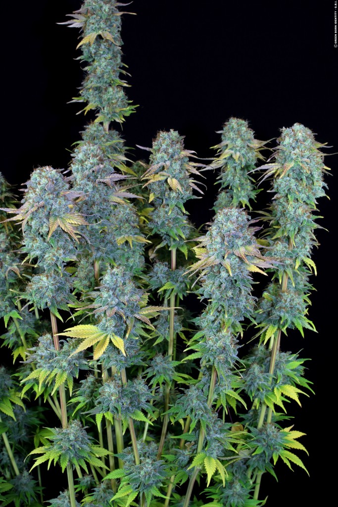 serious-happiness_013_copyright-by-gbi-2015