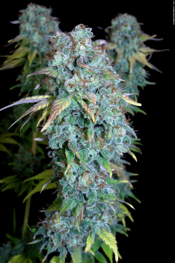 serious-happiness_014_copyright-by-gbi-2015