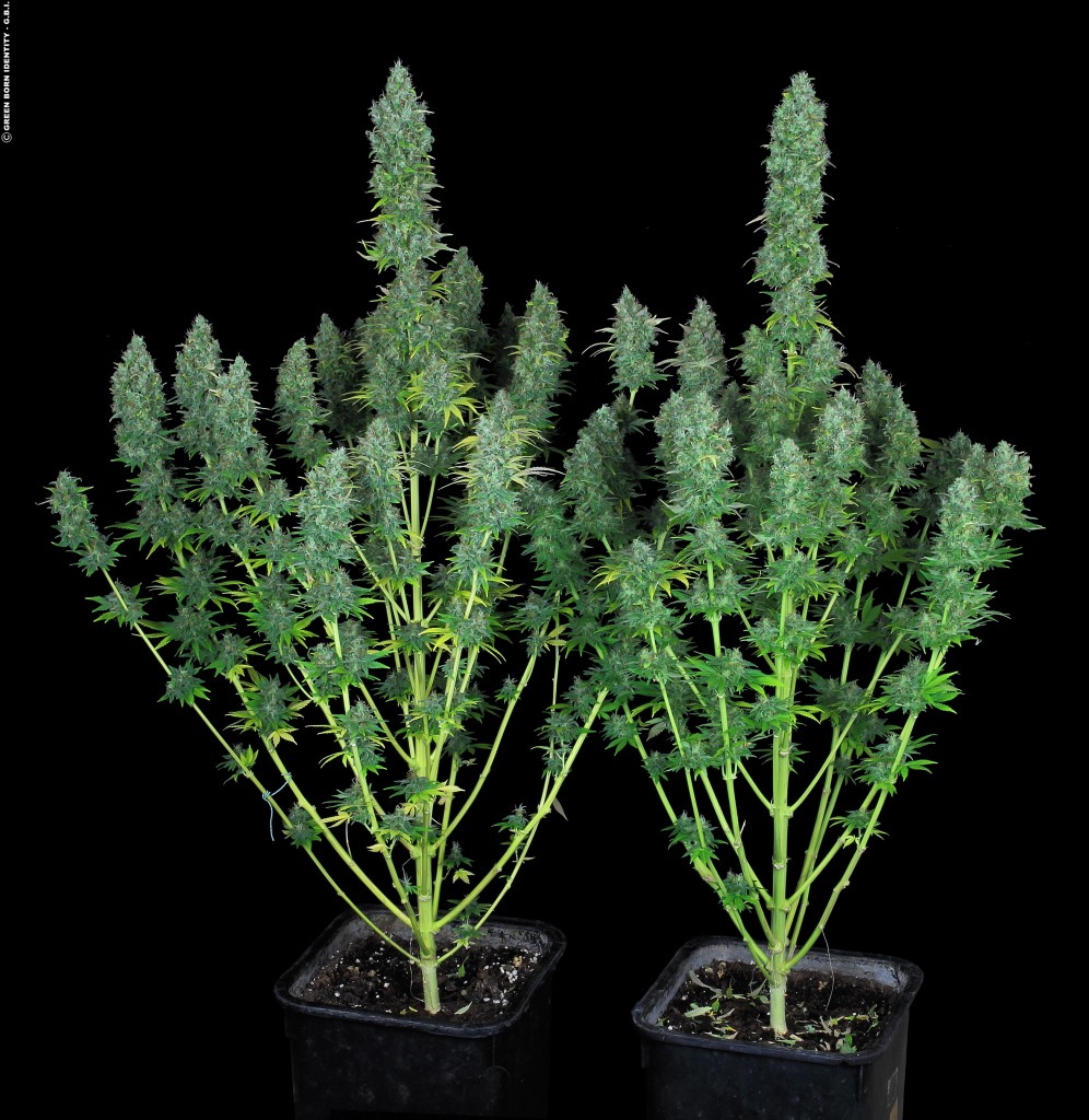 serious-happiness_017_copyright-by-gbi-2015