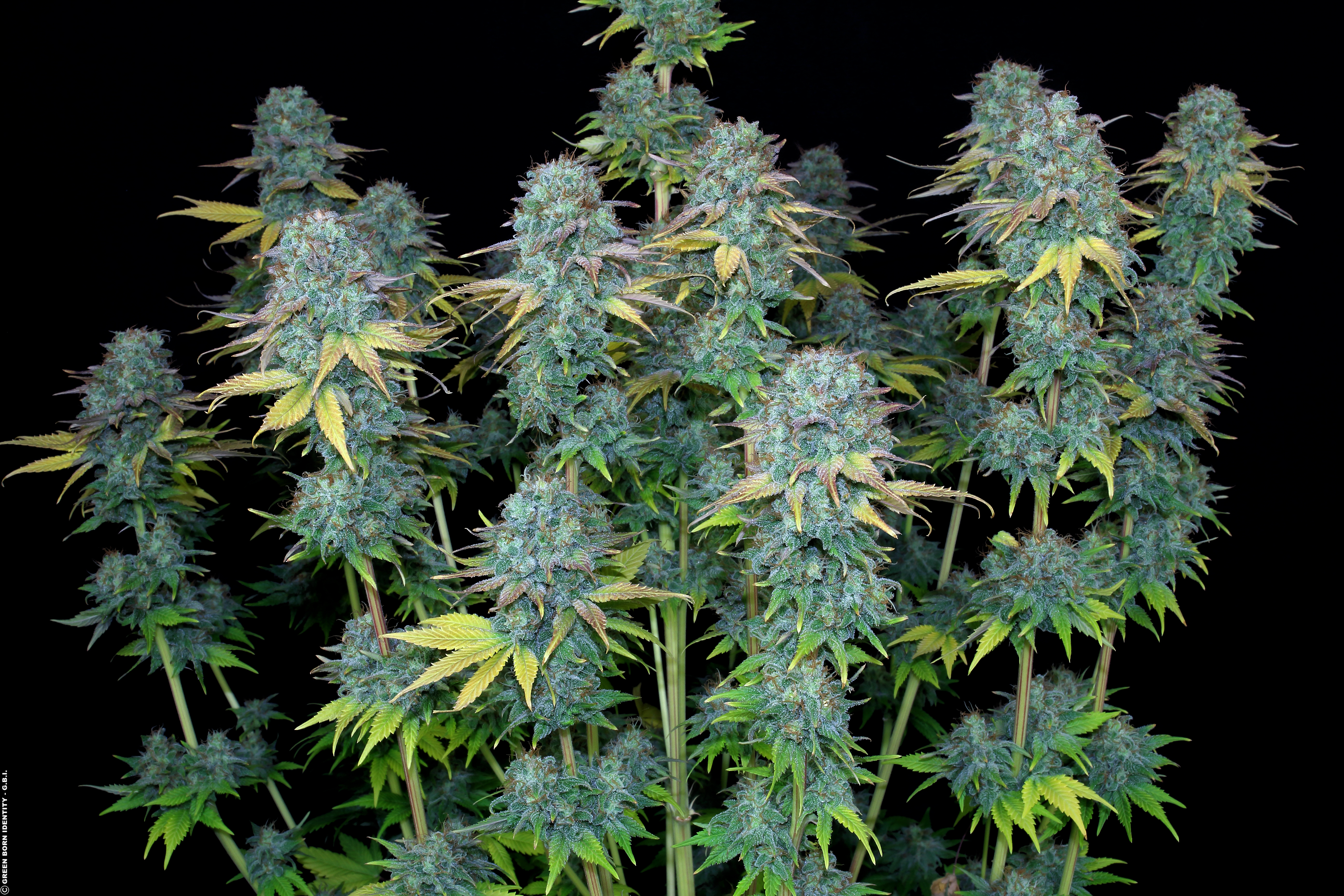 Dockie harvested the three Happiness plants after 61-63 days of flowering, early...